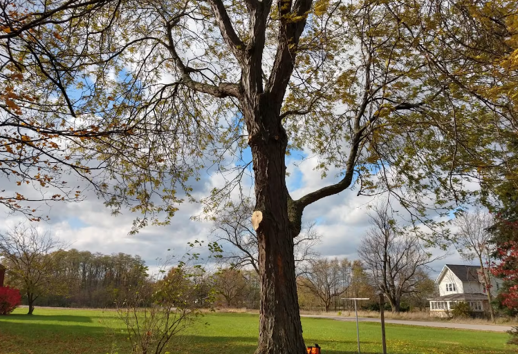 Affordable Tree Service Companies